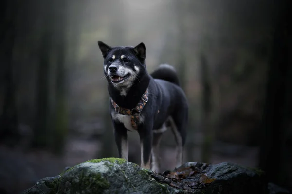 Cão Preto Floresta — Fotografia de Stock