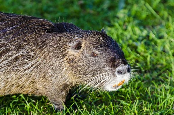 一只可爱的褐耳鼠在草地上的特写镜头 — 图库照片