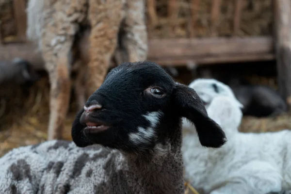 Πρόβατα Στην Εκμετάλλευση — Φωτογραφία Αρχείου