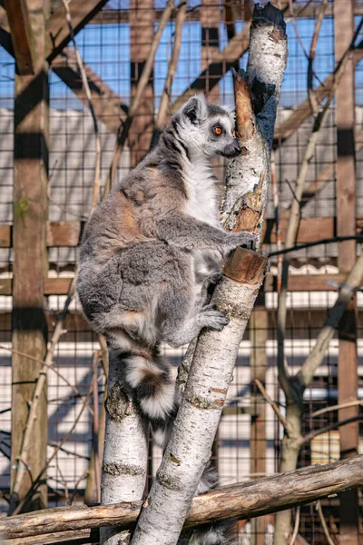 Söt Lemur Djurparken — Stockfoto