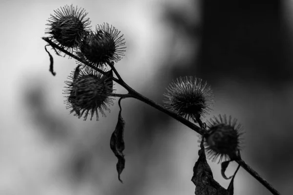 Krásný Botanický Záběr Přírodní Tapety — Stock fotografie