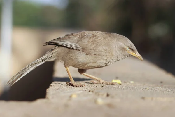 Een Close Shot Van Een Vogel — Stockfoto