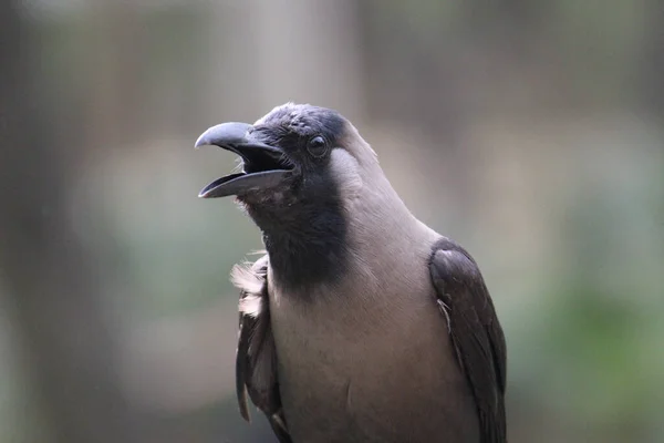 Черная Ворона Клювом — стоковое фото