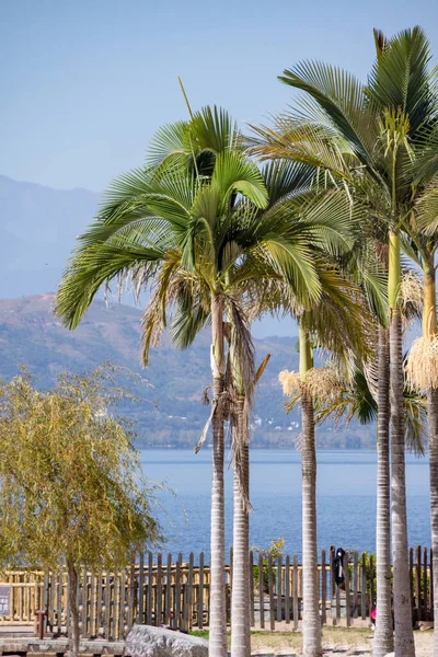 Palm Trees Park — Stock Photo, Image