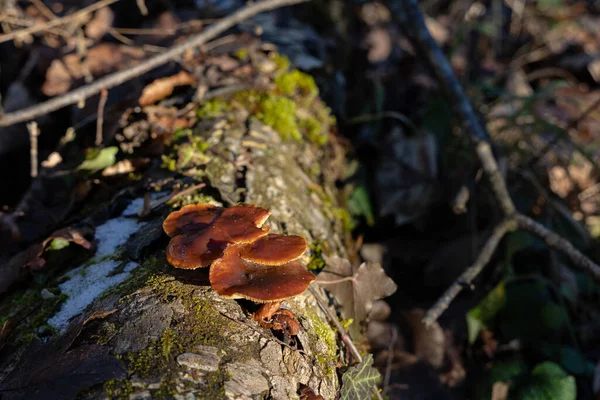 Champignons Dans Forêt — Photo