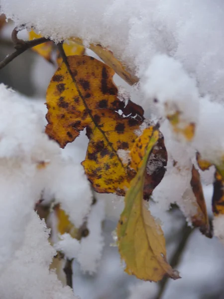 秋天的树叶在雪地上 — 图库照片
