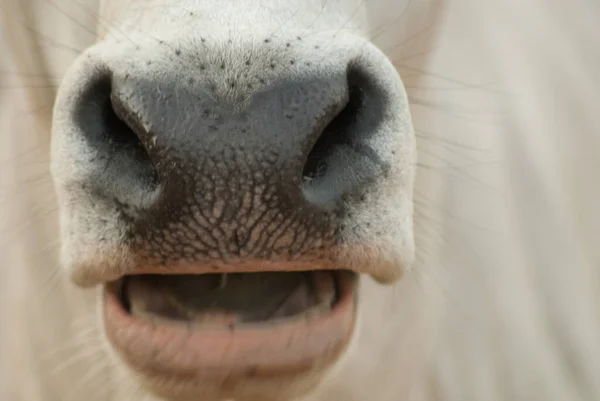Close Cow Face — Stock Photo, Image