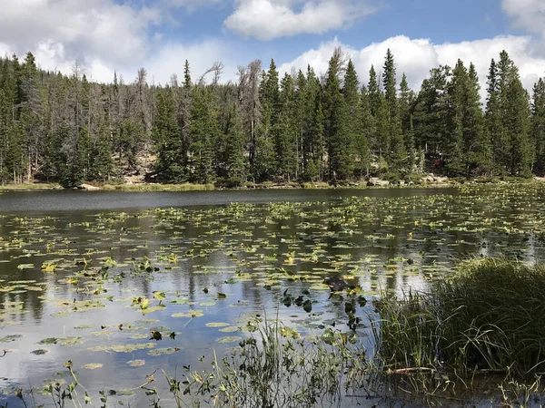 湖と森の美しい風景 — ストック写真