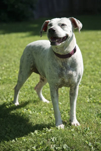 Portrait Cute Dog — Stock Photo, Image