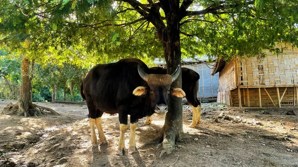 Стадо Коров Ферме — стоковое фото