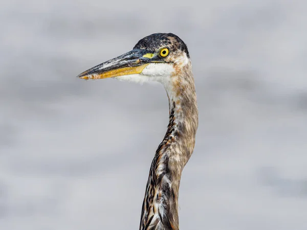 Gros Plan Héron Blanc Dans Eau — Photo