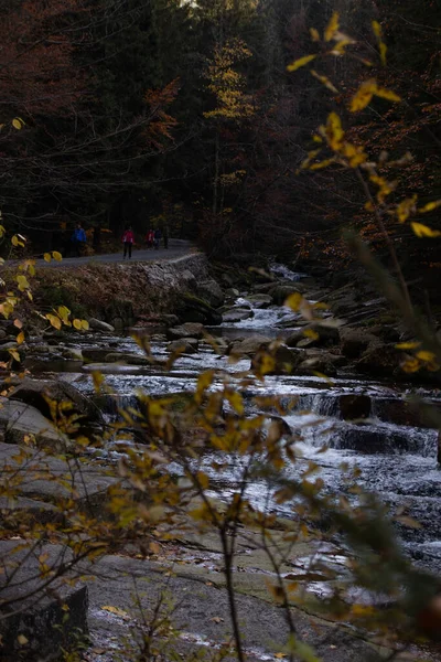 Belle Cascade Dans Forêt — Photo