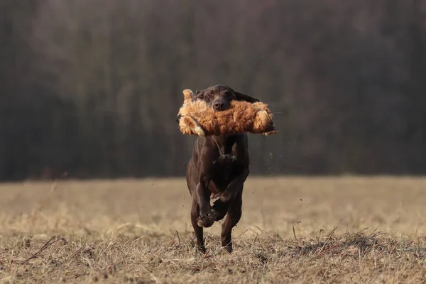 Hund Som Springer Ängen — Stockfoto