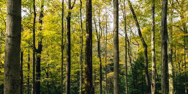 Прекрасний Осінній Ліс Деревами Зеленим Листям — стокове фото