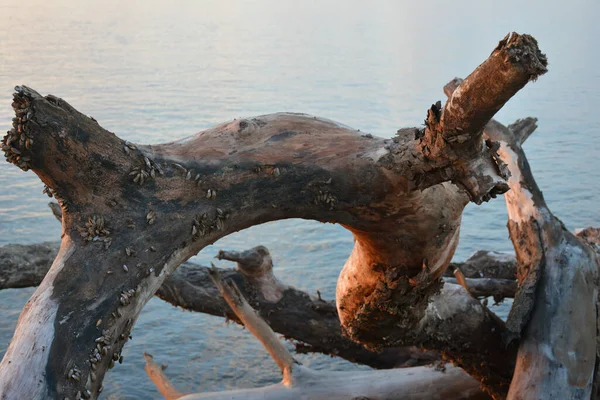Dead Tree Beautiful Sea — Stock Photo, Image