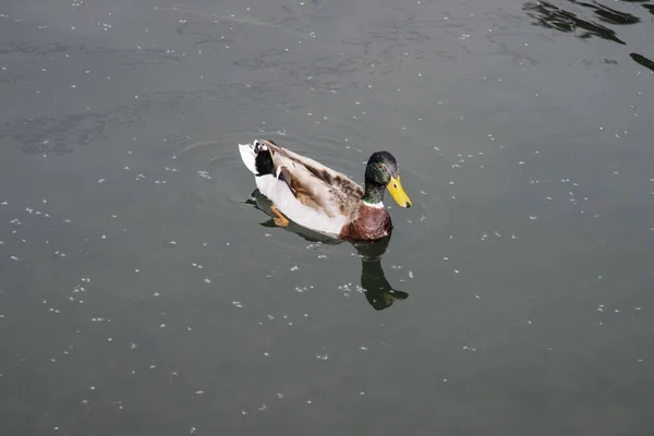 鸭子在水里 — 图库照片