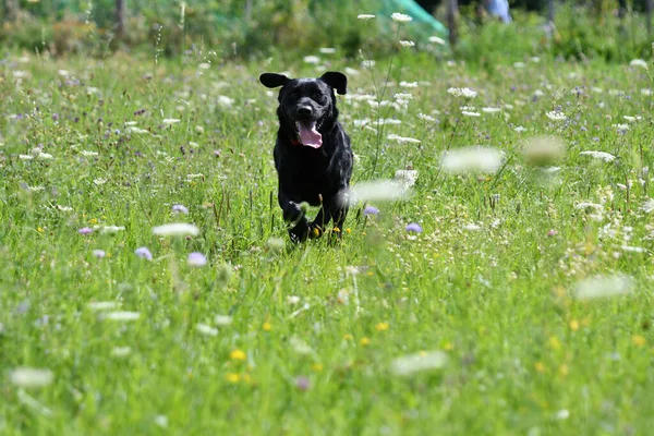 Zwarte Hond Het Gras — Stockfoto