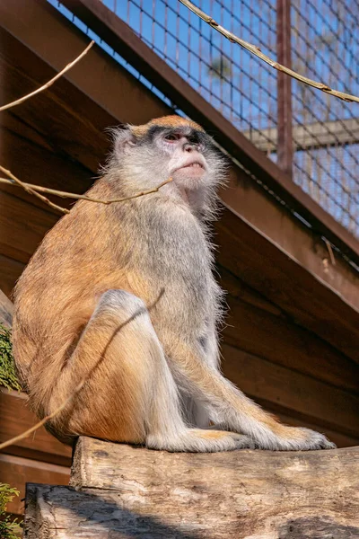 Ein Junger Affe Sitzt Auf Einem Ast Zoo — Stockfoto