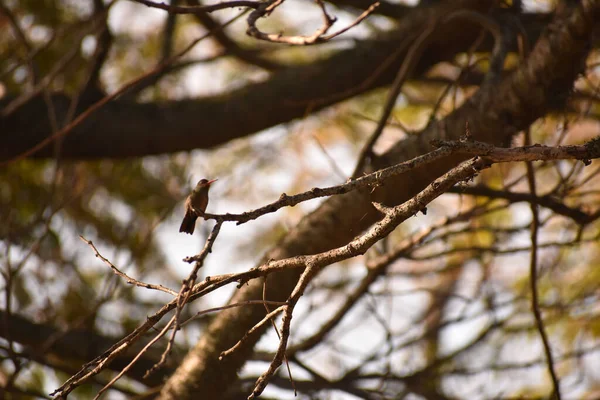 Ptak Siedzący Drzewie Lesie — Zdjęcie stockowe