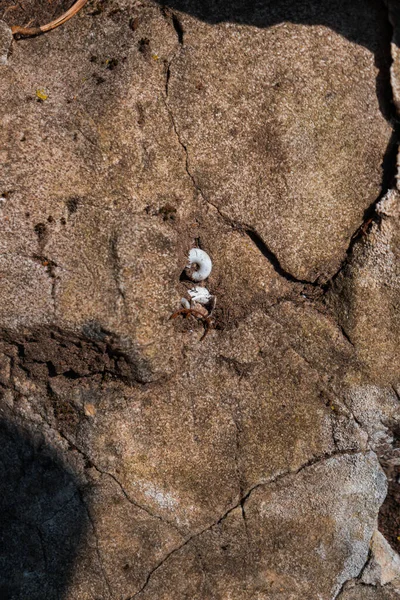 Texture Old Stone Wall — Stock Photo, Image