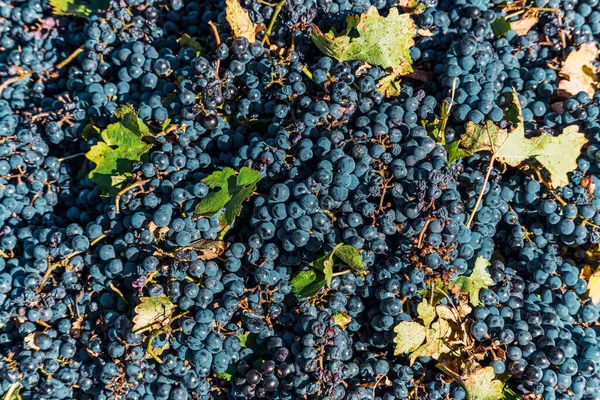 Rijpe Druiven Wijnstok — Stockfoto