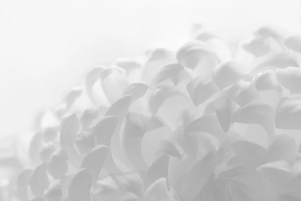 Flor Crisântemo Branco Fundo Claro — Fotografia de Stock