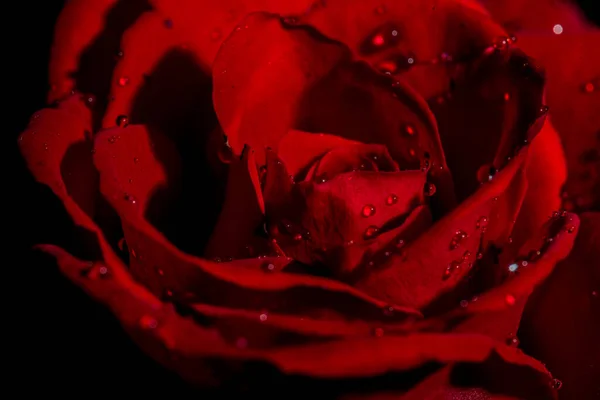 Krásná Červená Růže Kapkami Vody — Stock fotografie