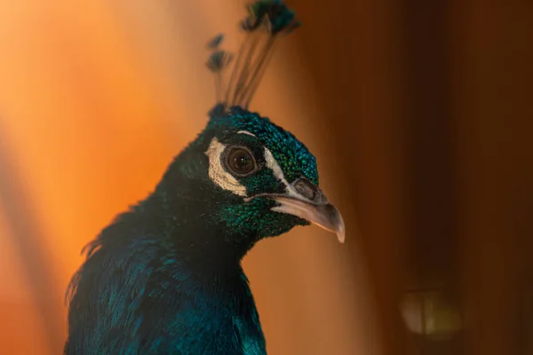 Close Peacock Bird — Stock Photo, Image