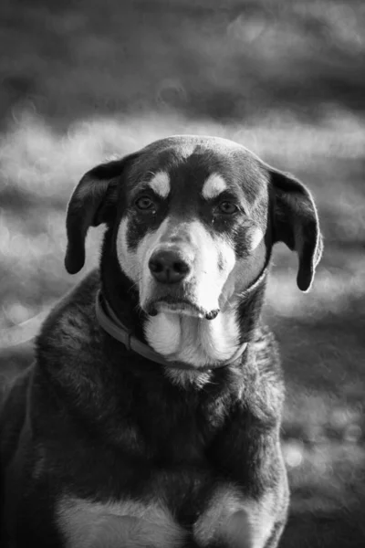 Foto Preto Branco Cão — Fotografia de Stock