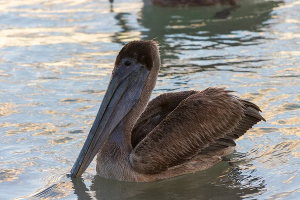 Nahaufnahme Eines Schwarzen Pelikans Auf Einem See — Stockfoto