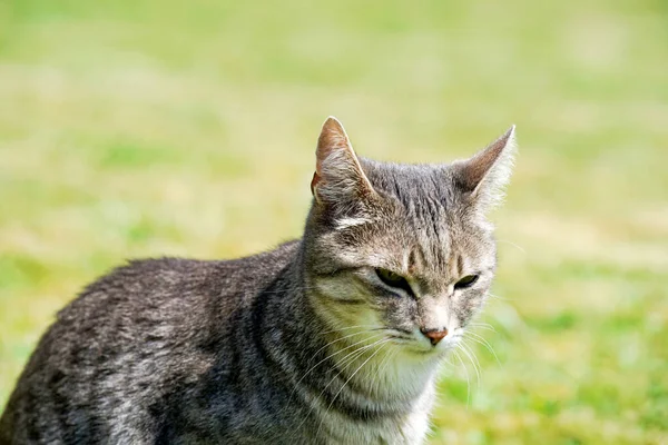 Gato Jardín —  Fotos de Stock