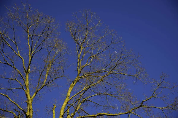 Ramos Árvores Floresta — Fotografia de Stock