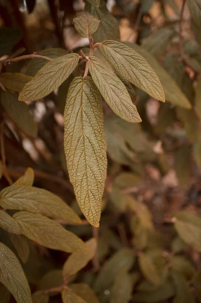 秋の紅葉 秋の植物 — ストック写真