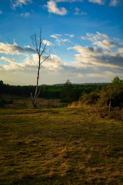 Wunderschöne Landschaft Mit Einem Baum Und Blauem Himmel — Stockfoto