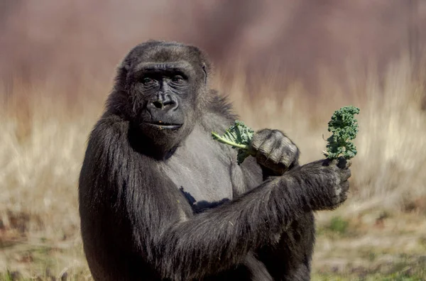 Close Male Gorilla — Stock Photo, Image