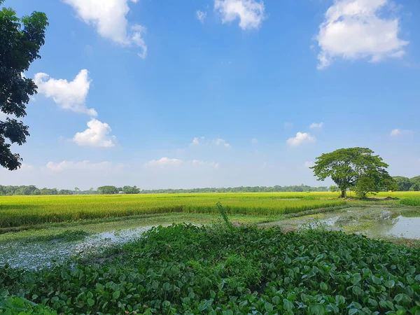 Campo Arroz Verde Verano —  Fotos de Stock