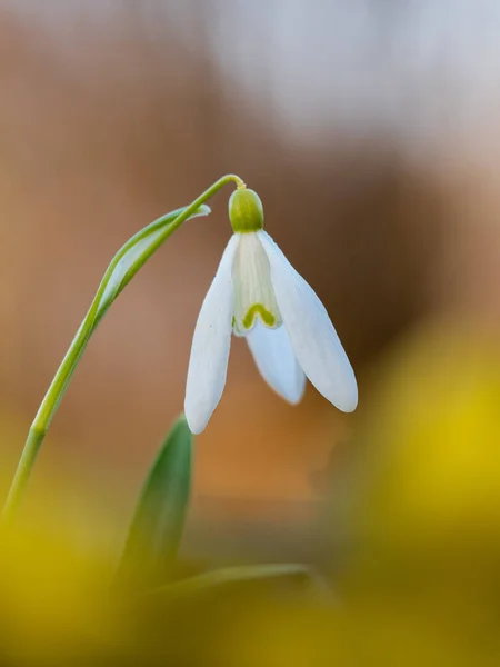 Bela Flor Branca Neve Floresta — Fotografia de Stock