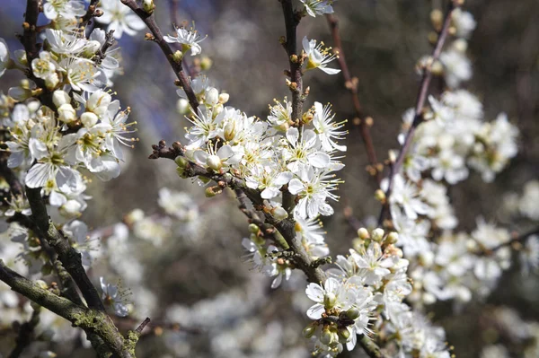 Schöne Weiße Blumen Auf Einem Baum — Stockfoto