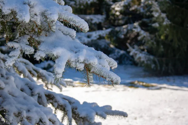 눈덮인 배경에 가문비나무 — 스톡 사진