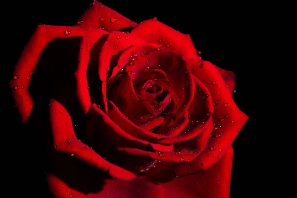 Rosa Roja Con Gotas Agua Sobre Fondo Negro — Foto de Stock