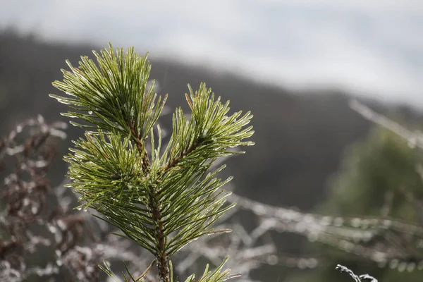 Belles Branches Épinette Verte Dans Forêt — Photo