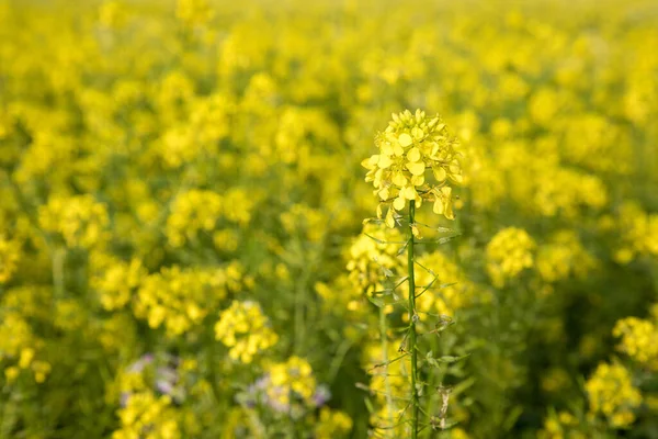 Campo Estupro Amarelo Primavera — Fotografia de Stock