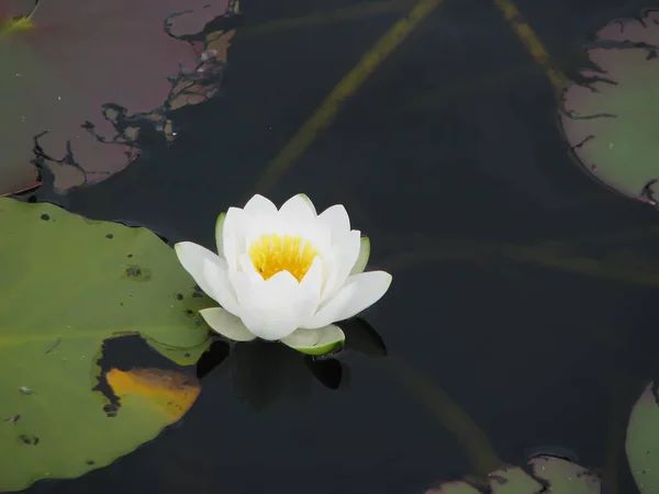 Belle Fleur Lotus Dans Étang — Photo