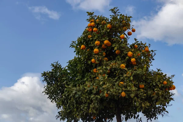 Reifer Orangenbaum Mit Grünen Blättern Auf Dem Hintergrund Der Stadt — Stockfoto