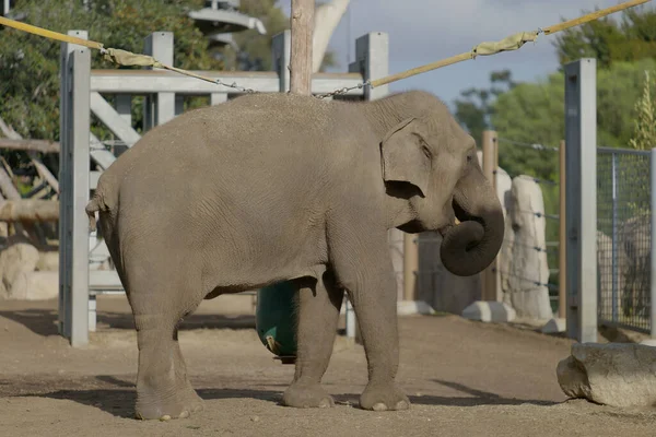 Elefant Djurparken — Stockfoto
