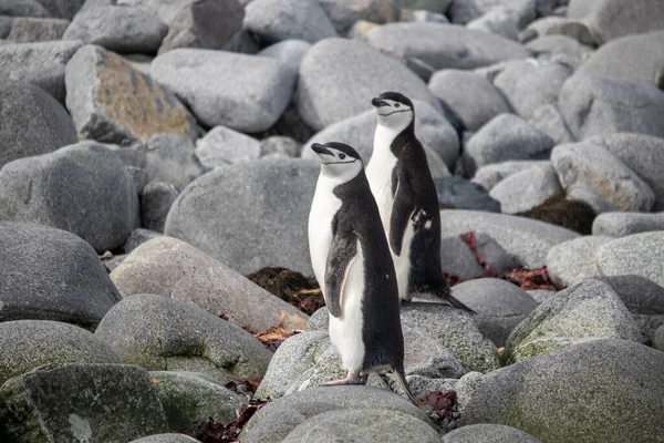 Aranyos Pingvinek Séta Strandon — Stock Fotó