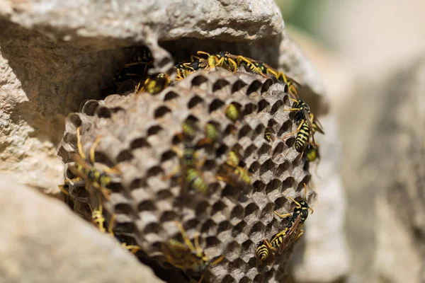 말벌의 둥우리를 가까이 — 스톡 사진