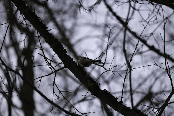 Primo Piano Albero Con Uccello Nella Foresta — Foto Stock