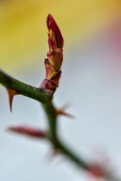 Hermoso Plano Botánico Fondo Pantalla Natural — Foto de Stock