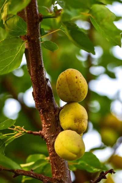 Mogen Gul Mango Träd — Stockfoto